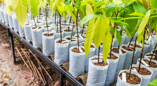 If you want to plant a Miyawaki forest : Must knows