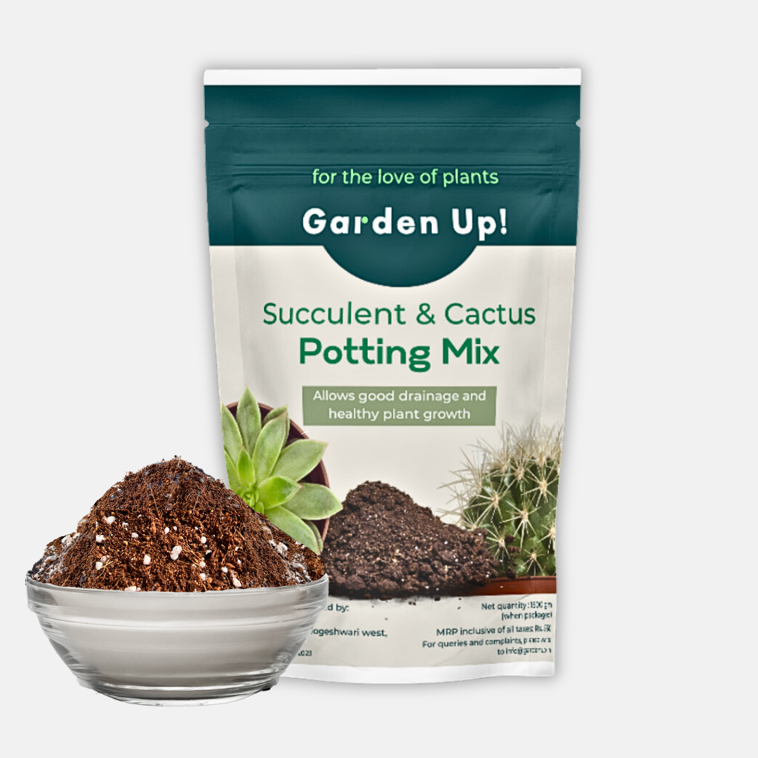 buy succulent soil online Succulent & Cactus Potting Mix