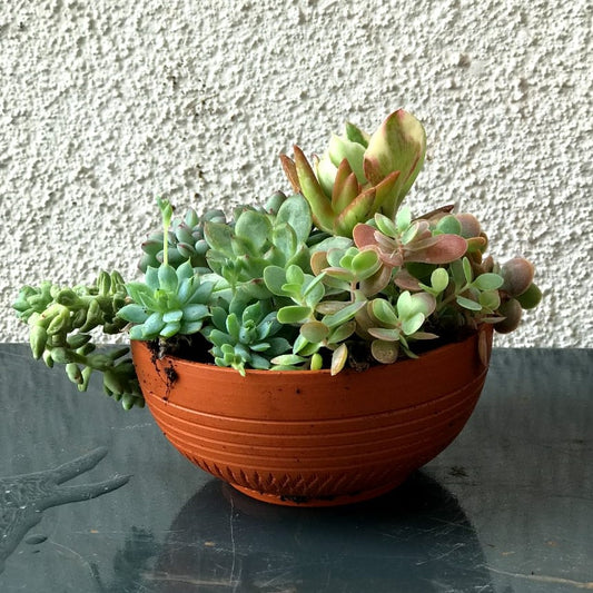 Terracotta Bowl Planters (Set of 4)