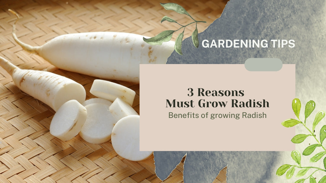 3 REASONS TO GROW RADISH