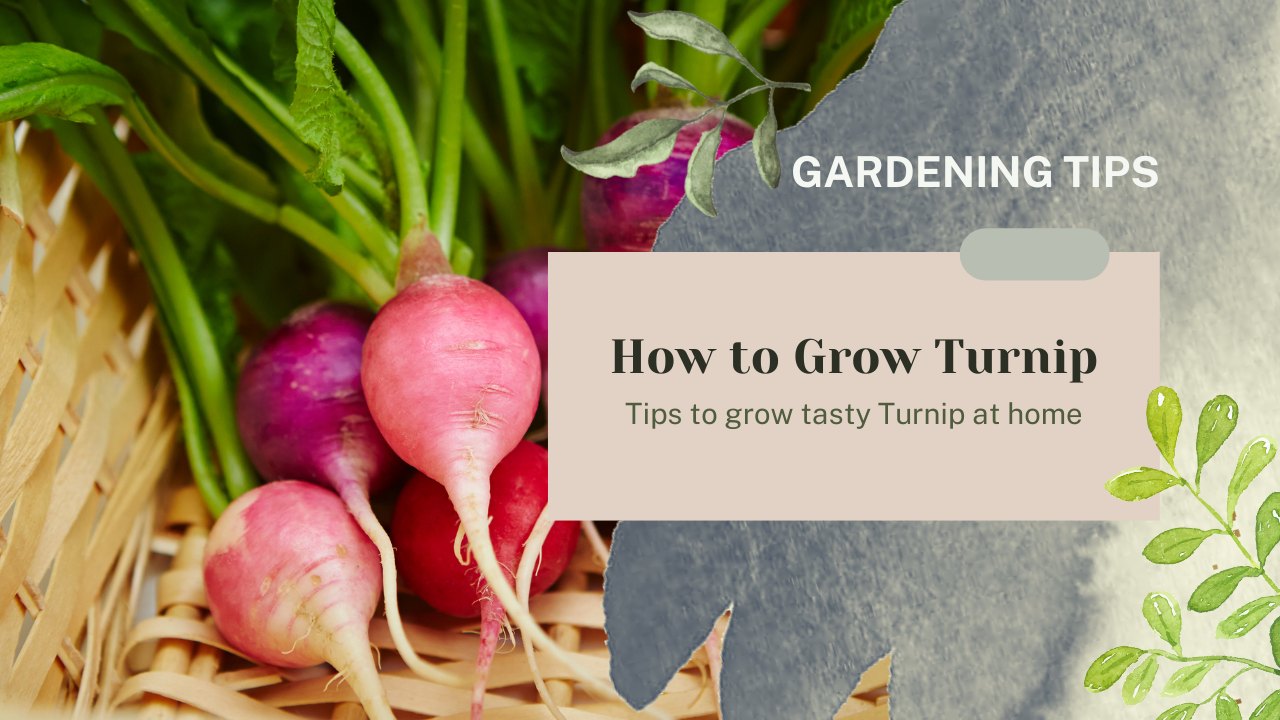 Several Turnip HOW TO GROW TURNIP? – Garden Up