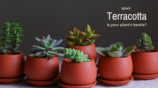 TERRACOTTA IS YOUR PLANT’S BESTIE