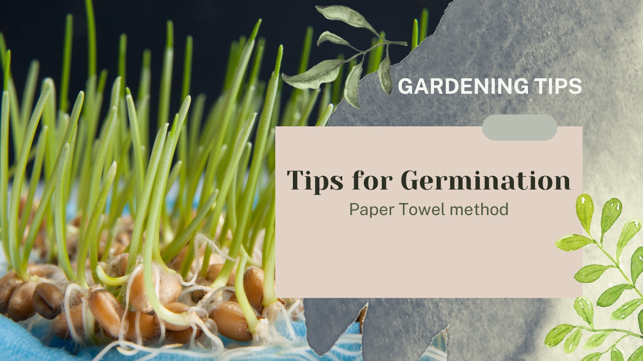 Germination Methods Tips for Germination- Tissue paper method β Garden Up