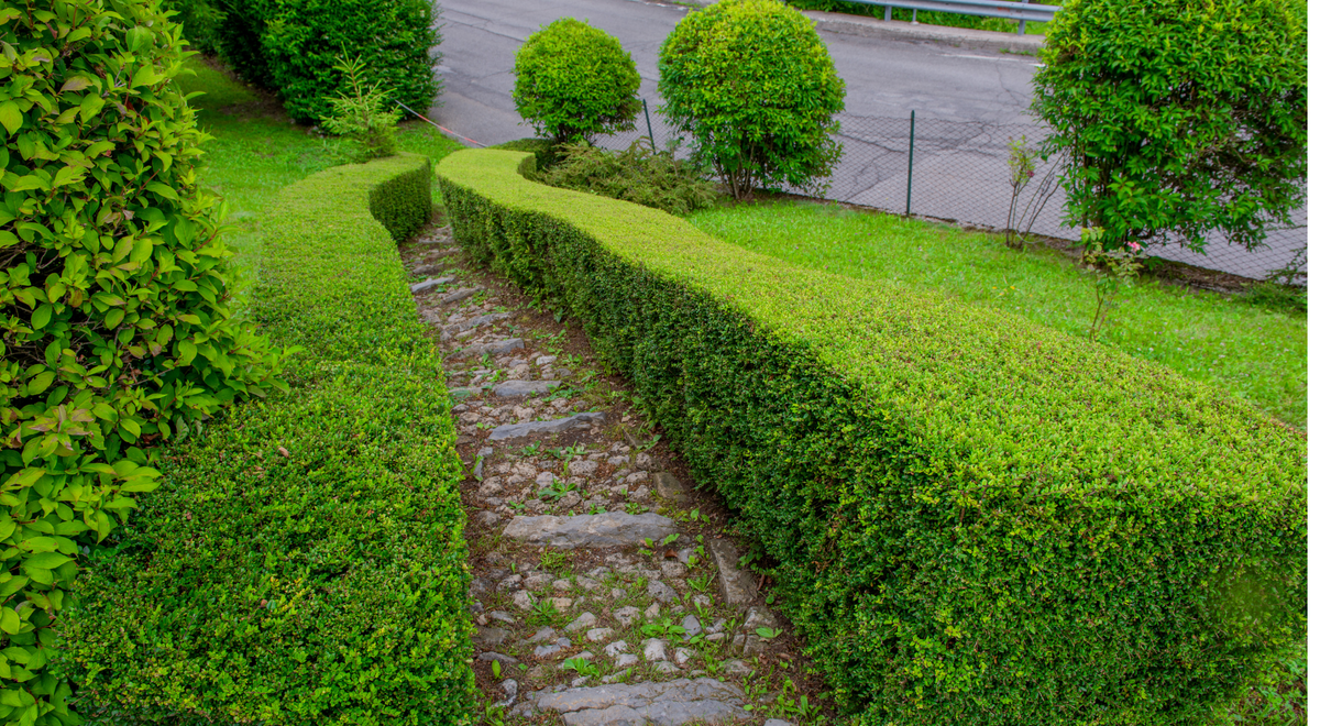 Designing a Hedge| What plants work best for Hedge in India – Garden Up