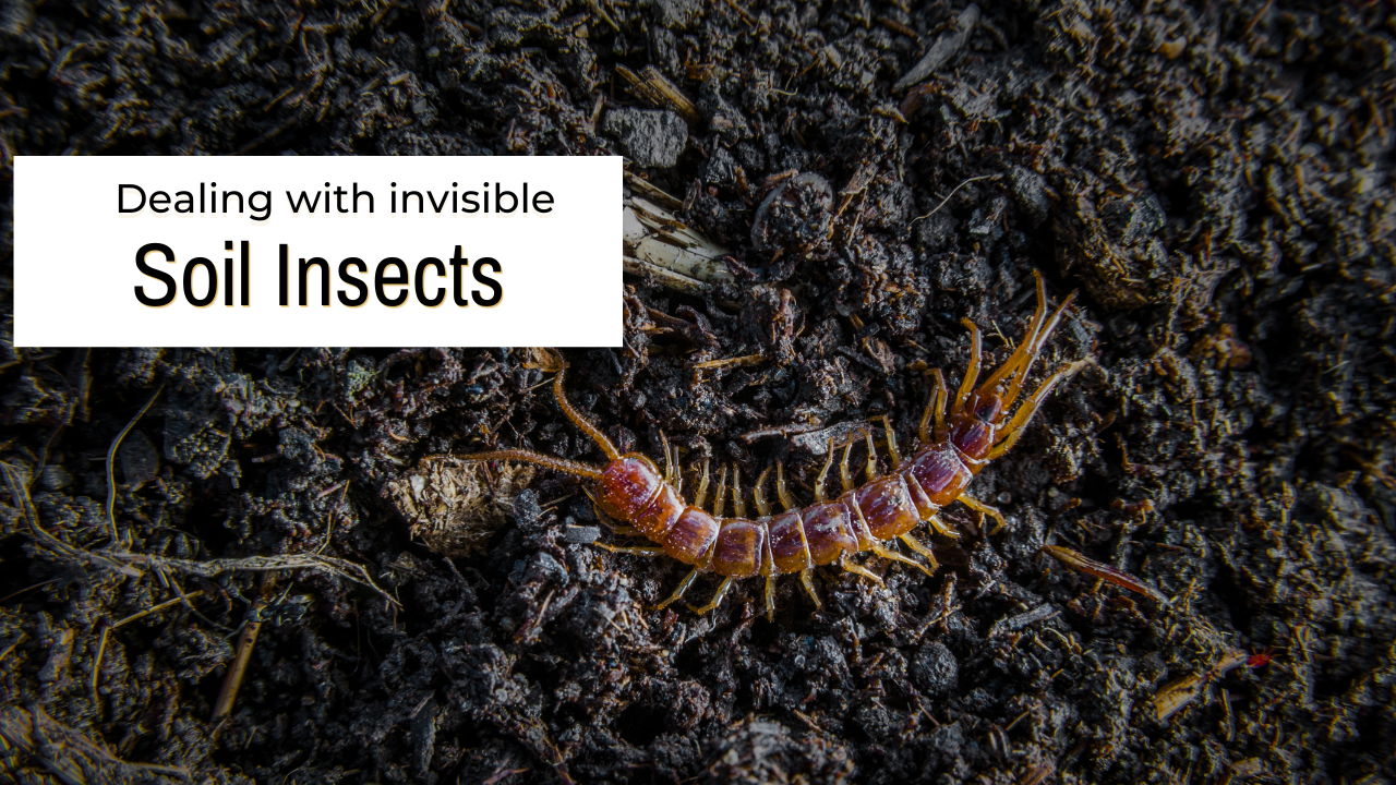 Dealing with soil insects – Garden Up