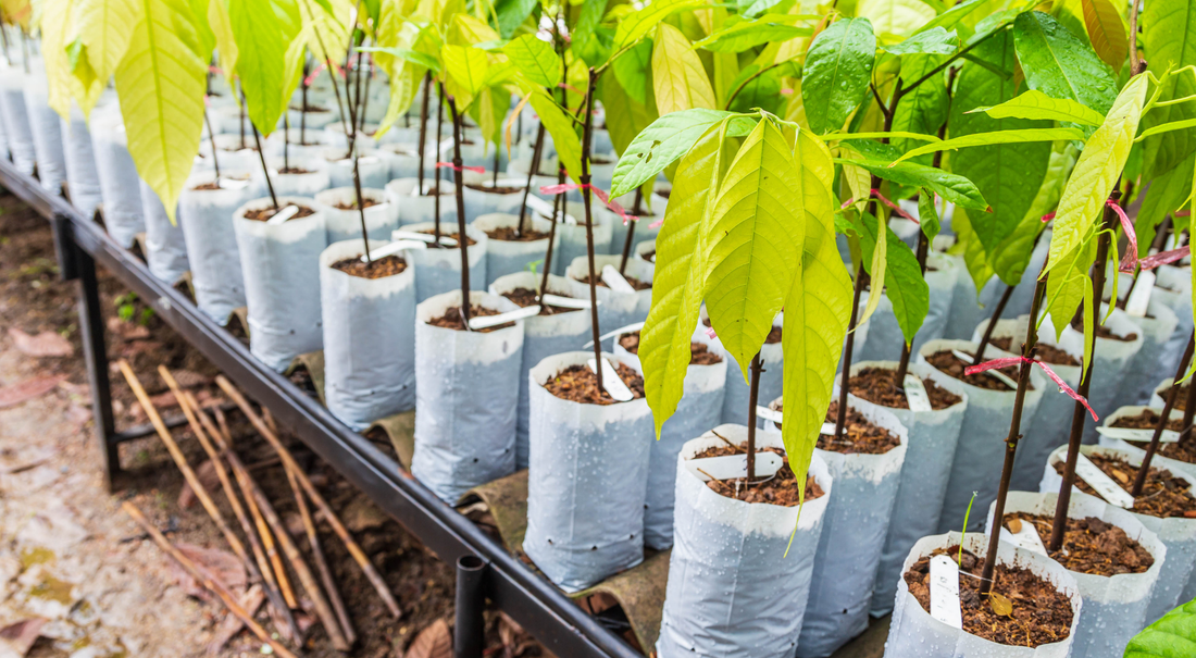 If you want to plant a Miyawaki forest : Must knows