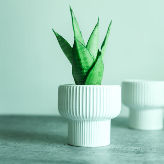 Tart 4" Ceramic Pot (set of 2)