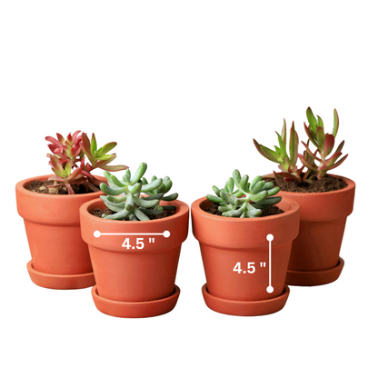 Traditional Terracotta Planters (Set of 4)