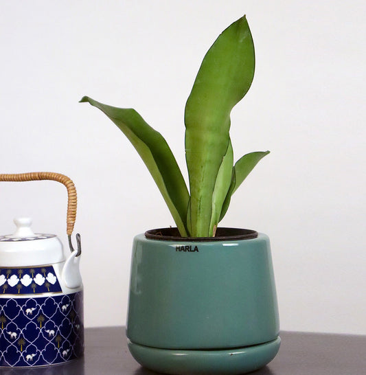 Aqua Green Porcelain Planter with Drainage Plate