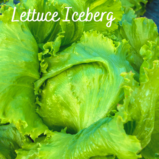 Lettuce Iceberg Vegetable Seeds