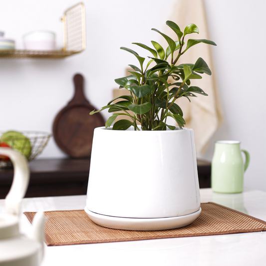 White Porcelain Planter With Plate