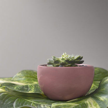 Cosmos Bowl Planter