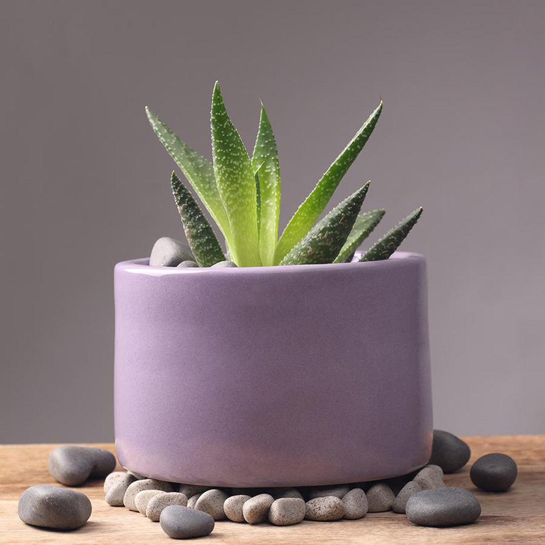 Vinck Bowl Planter