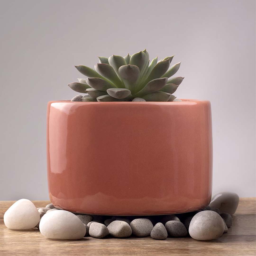 Vinck Bowl Planter