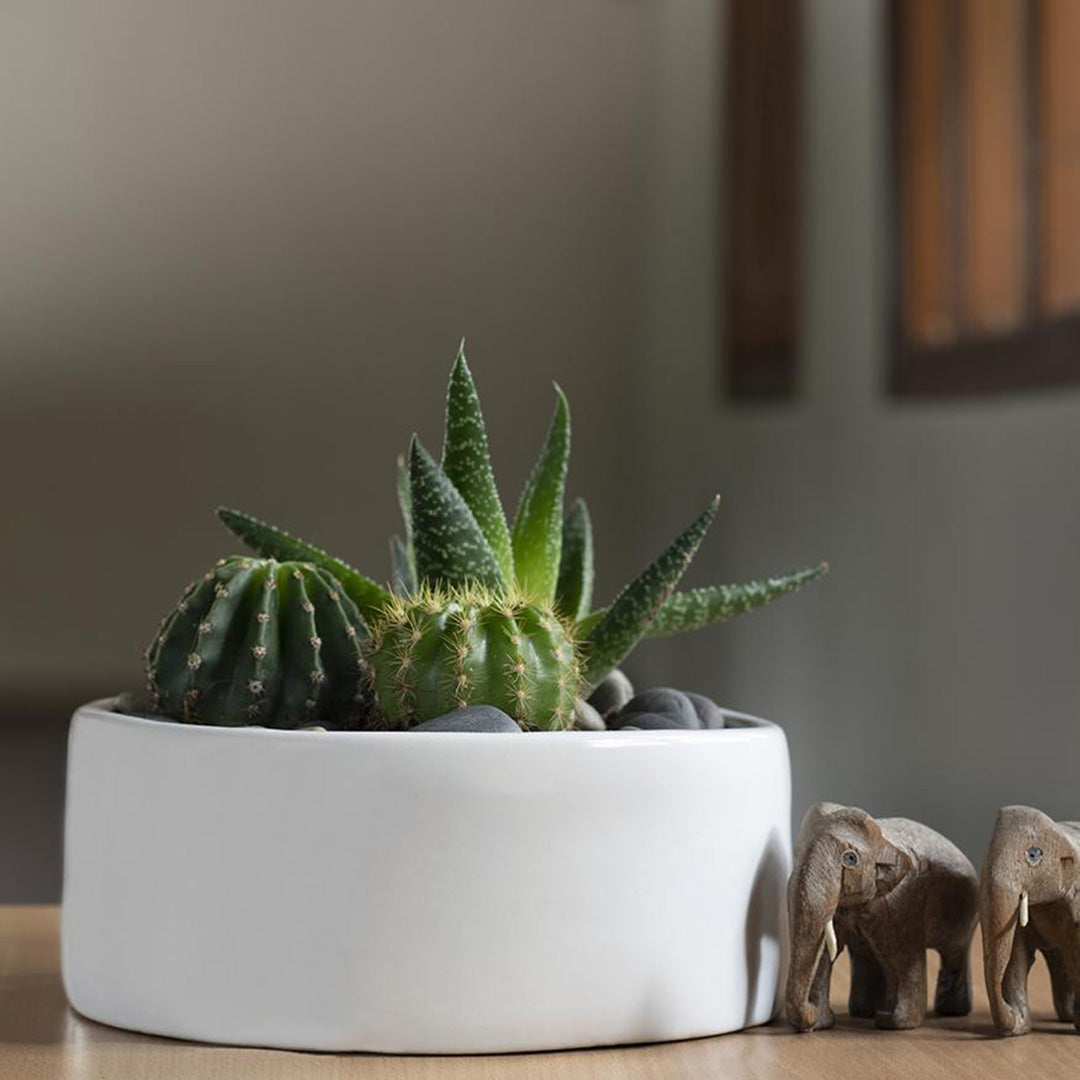 Vinck Flat Bowl Planter