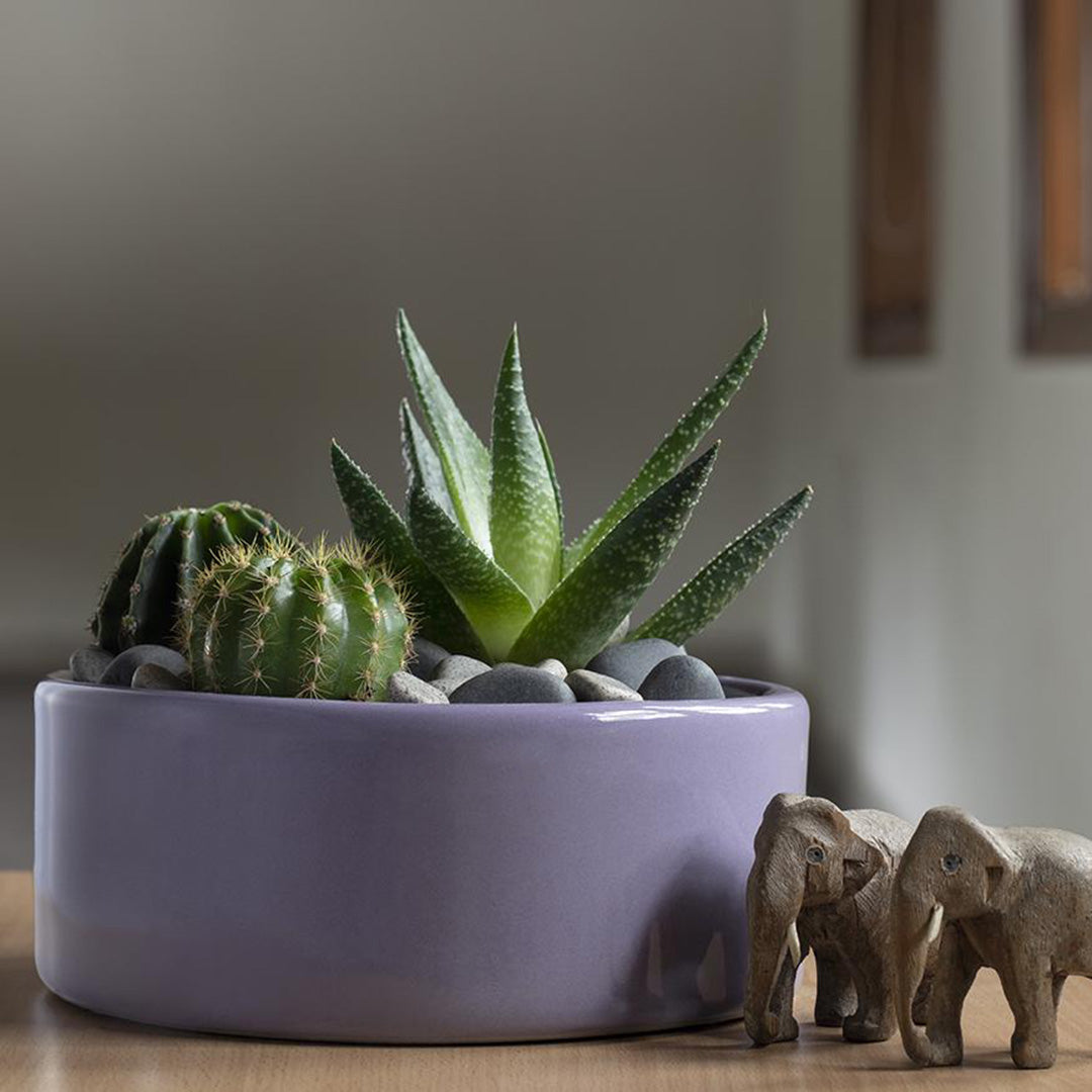 Vinck Flat Bowl Planter